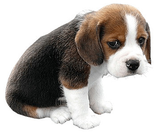 sad-puppy-transparent-background