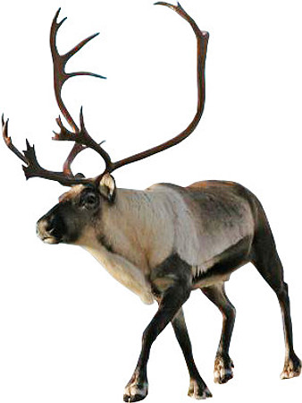 reindeer-transparent-background
