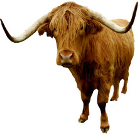 scotishbull_2