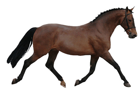 stallion-trotting-transparent-background1