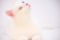 test-22112024-163603