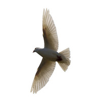 bird_1