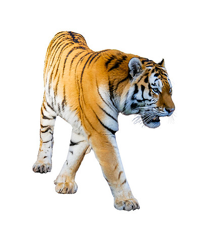tiger