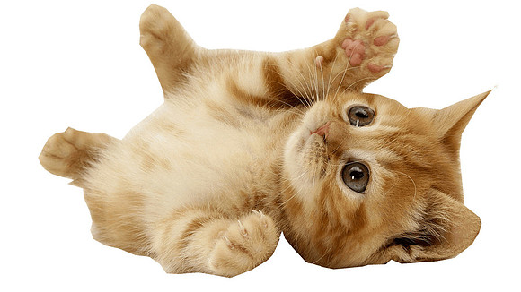 kitten-playing