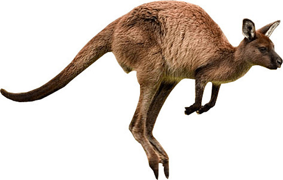 kangaroo