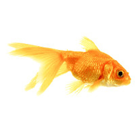 goldfish1