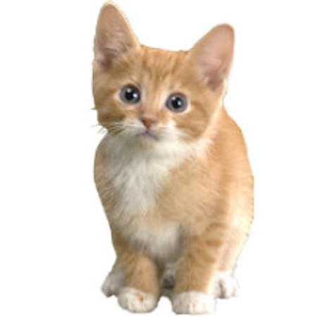 kitten_2