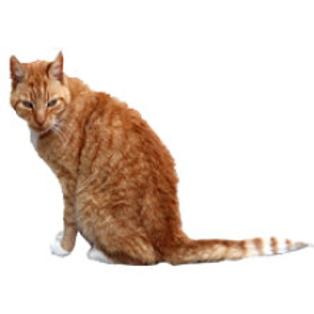 gingercat1_2