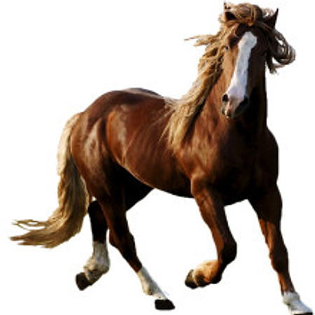 horsetrotting_2