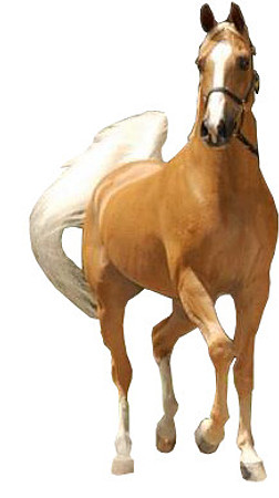 tan-horse