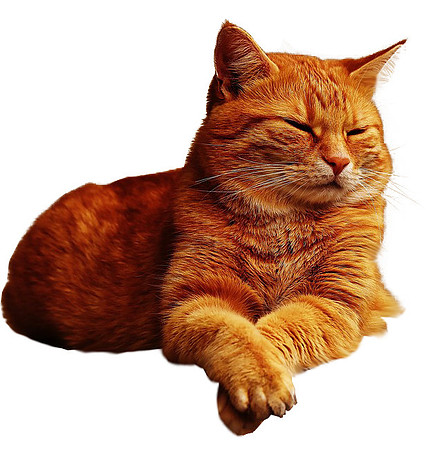 ginger-cat-lazing