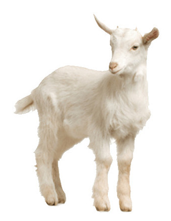 lamb