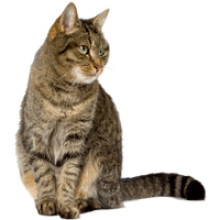 tabbycat_2