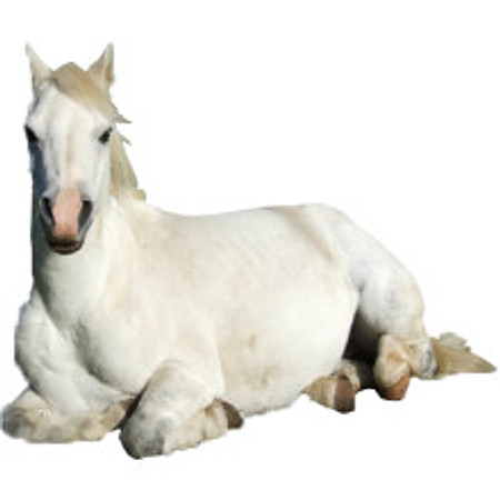 horselying_2