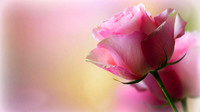 6-65202_hd-nature-wallpapers-flowers-cute-desktop-images-desktop