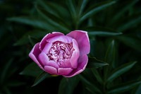 andre-ouellet-5qSJIl9e1Yc-unsplash